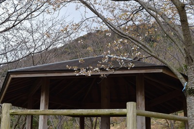 四阿と桜2.jpg