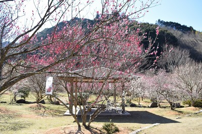 四阿と梅の花1.jpg
