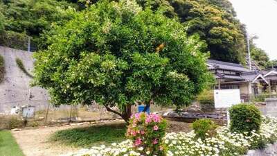 夏みかんの花1.jpg