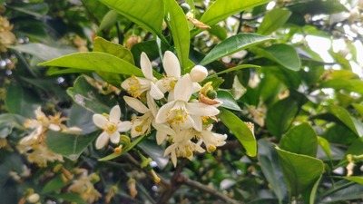 夏みかんの花3.jpg