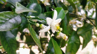 夏みかんの花4.jpg