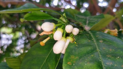 夏みかんの花5.jpg