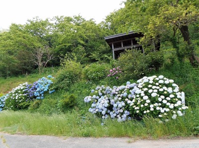 夕日の絶景ポイントの紫陽花1.jpg