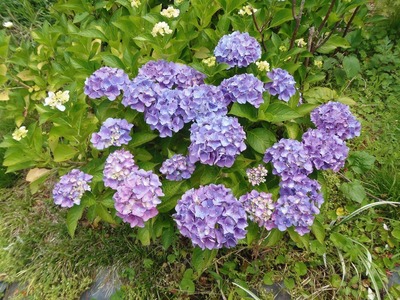 夕日の絶景ポイントの紫陽花3.jpg