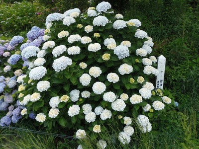 夕日の絶景ポイントの紫陽花7.jpg