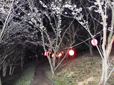 夜桜2.jpg