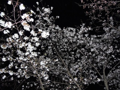 夜桜4.jpg