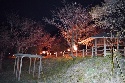 夜桜5.jpg