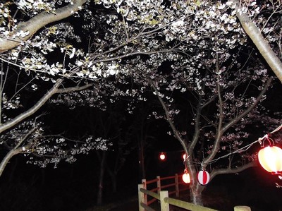 夜桜5.jpg