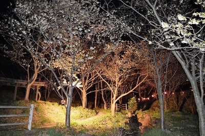 夜桜6.jpg