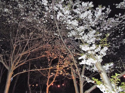 夜桜6.jpg