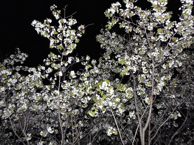 夜桜7.jpg