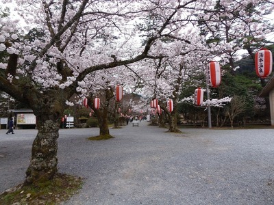 大寧寺の桜1.jpg
