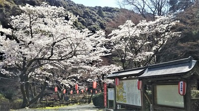 大寧寺の桜2.jpg