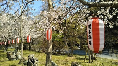 大寧寺の桜4.jpg