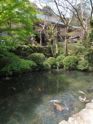 大寧寺本堂と池の鯉.jpg