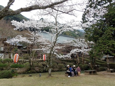 大寧寺本堂の桜.jpg