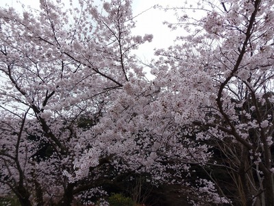 大寧寺満開の桜.jpg