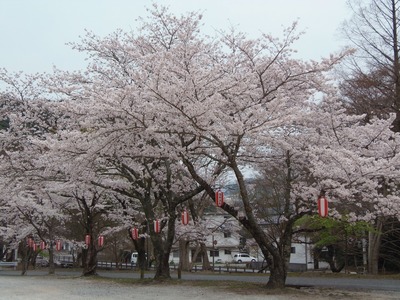 大寧寺駐車場の桜.jpg