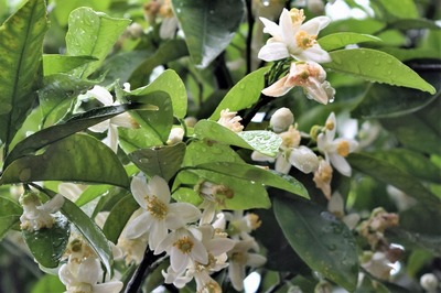 大日比ナツミカンの花2.jpg