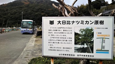 大日比ナツミカン原樹案内板.jpg