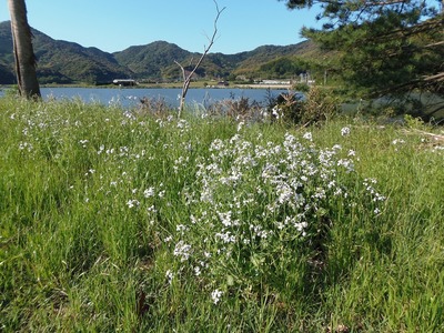 大根の花.jpg