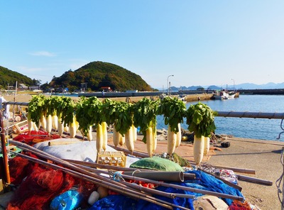 大根天日干し2.jpg