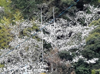 大泊金毘羅宮の桜.jpg
