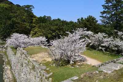 天守閣の桜1.jpg