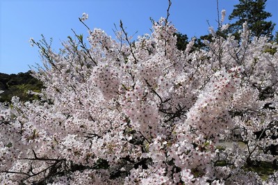 天守閣の桜2.jpg