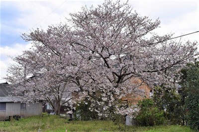 奥村さんの桜.jpg