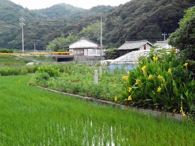 奥村さんの田んぼと季節の花.jpg