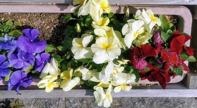 季節の花.jpg