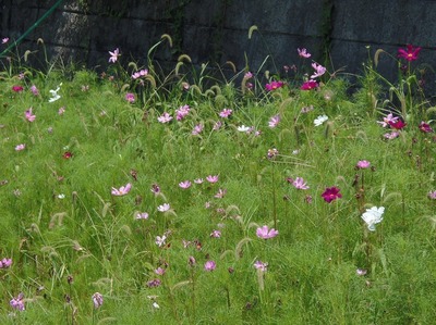 季節の花.jpg