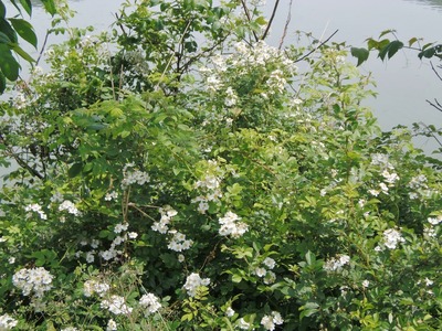 季節の花.jpg