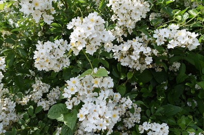 季節の花.jpg