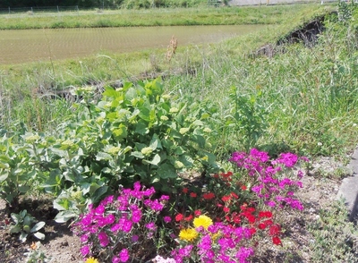 季節の花.jpg
