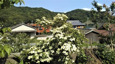季節の花.jpg