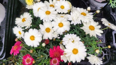 季節の花.jpg