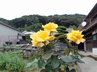 季節の花.jpg