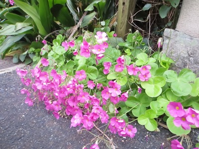 季節の花.jpg