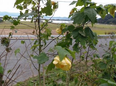 季節の花.jpg