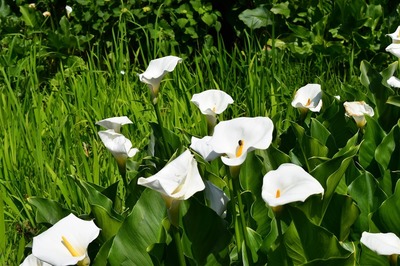 季節の花.jpg