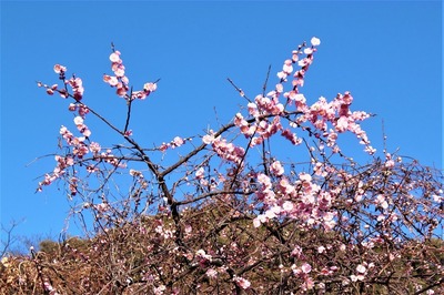 季節の花.jpg
