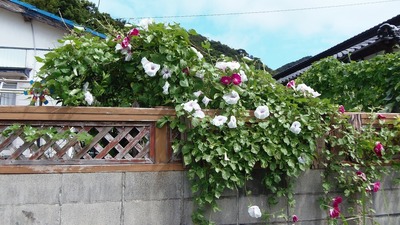 季節の花.jpg