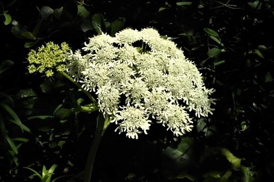 季節の花.jpg