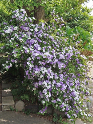 季節の花.jpg