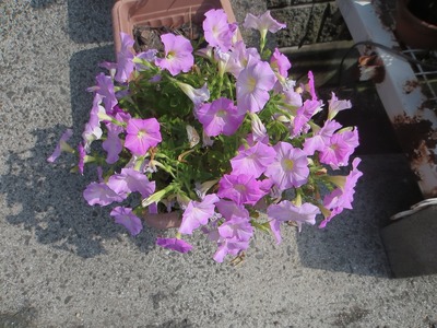 季節の花1.jpg