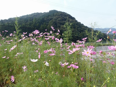 季節の花1.jpg
