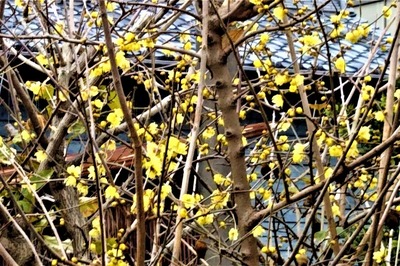 季節の花1.jpg